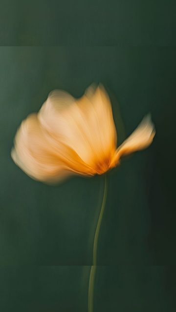 Cada detalle está hecho para ti.
Cada rincón, cada café, cada tratamiento.
Felinas es es espacio creado para ti, para que brilles 💚

Ven a probar la experiencia que te hace sentir extraordinaria ✨

#Felinas #EntreFelinas #DejaHuella #EstiloconAlma #playadesanjuan #manicura #pedicura #uñas #manicuraalicante #nailart #nails #alicante